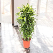 Gardenaria Dracaena fragrans 'Lemon Lime' - Pianta da interno ornamentale Altezza: 150 cm (vaso 30)