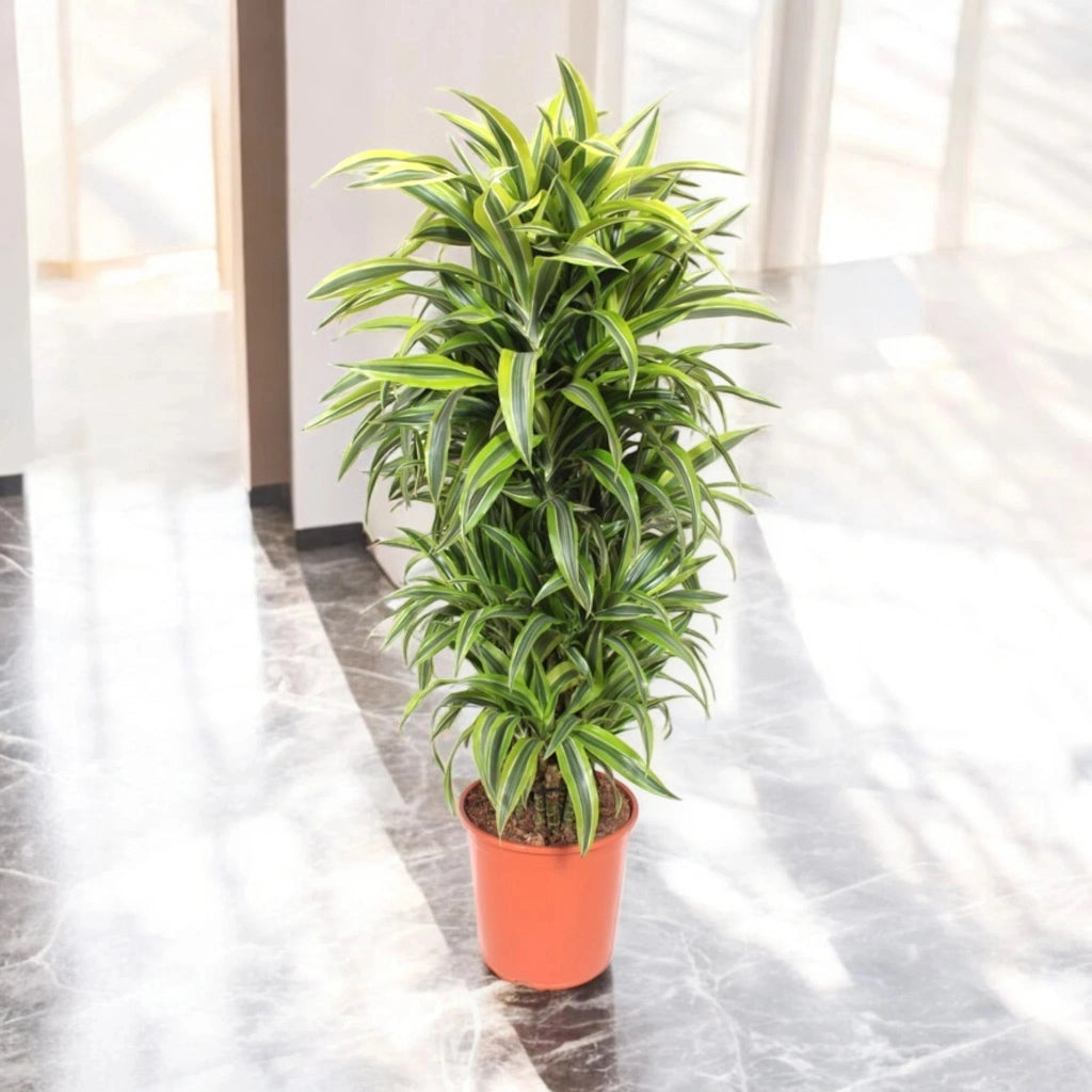 Gardenaria Dracaena fragrans 'Lemon Lime' - Pianta da interno ornamentale Altezza: 150 cm (vaso 30)