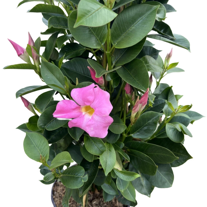 Dipladenia piramide Fiore Rosa in vaso 19 cm AMDGarden