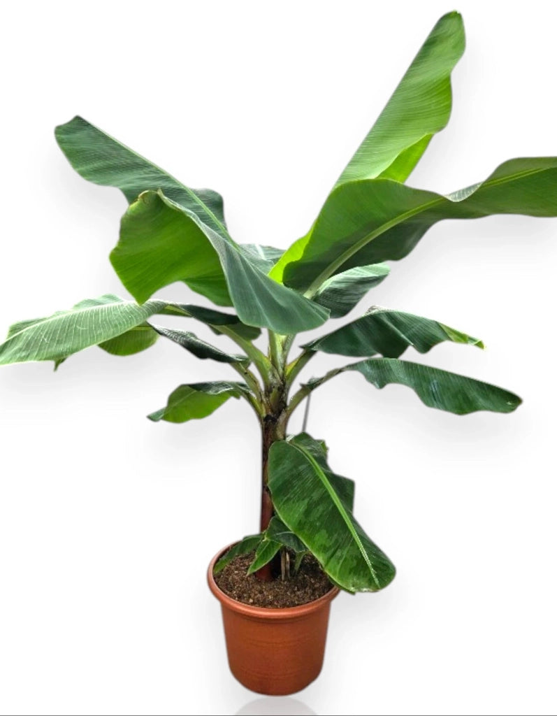 Gardenaria Musa 'Dwarf Cavendish' - Pianta da interno ornamentale Altezza: 90 cm (vaso 21)