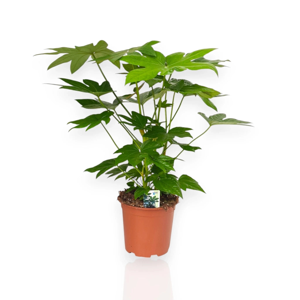 Gardenaria Fatsia japonica (Aralia) - Pianta da interno ornamentale Altezza: 60 cm (vaso 17)