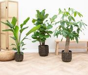 Pacco Combinato - Strelitzia Nicolai 70 cm - Wout L 130 cm - Ficus Lyrata verticillato 160 cm