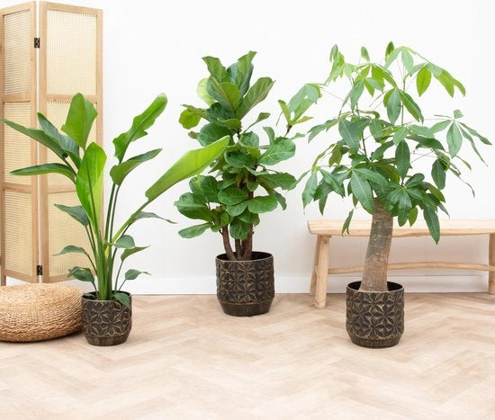 Pacco Combinato - Strelitzia Nicolai 70 cm - Wout L 130 cm - Ficus Lyrata verticillato 160 cm