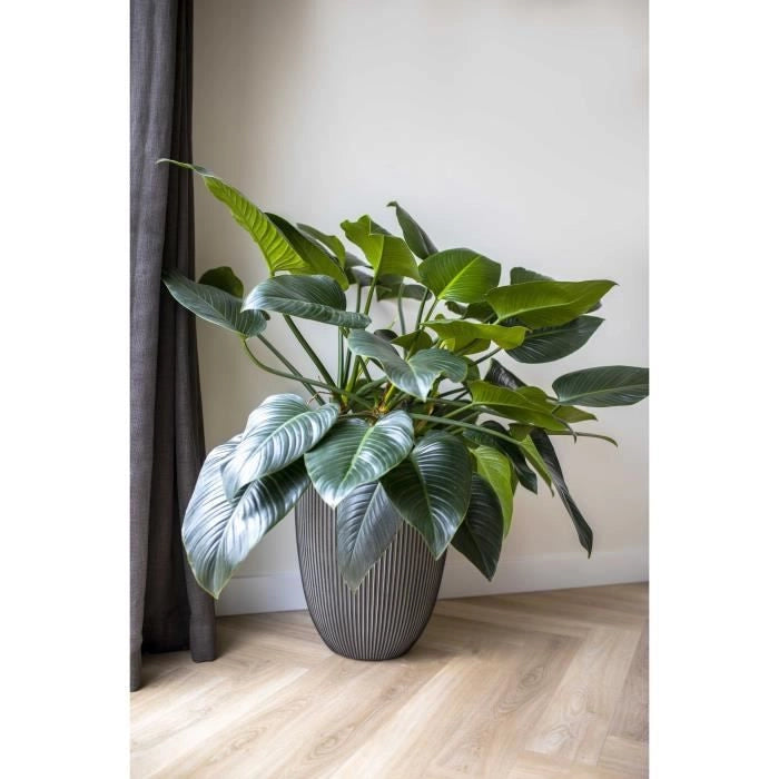 Vaso Capi Elegant Groove 46x58 cm Antracite 445501