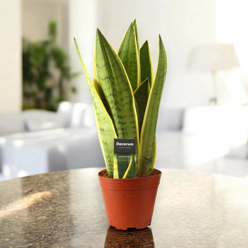 Gardenaria Sansevieria trifasciata 'White Snow' - Pianta da interno ornamentale Altezza: 30 cm (vaso 12)