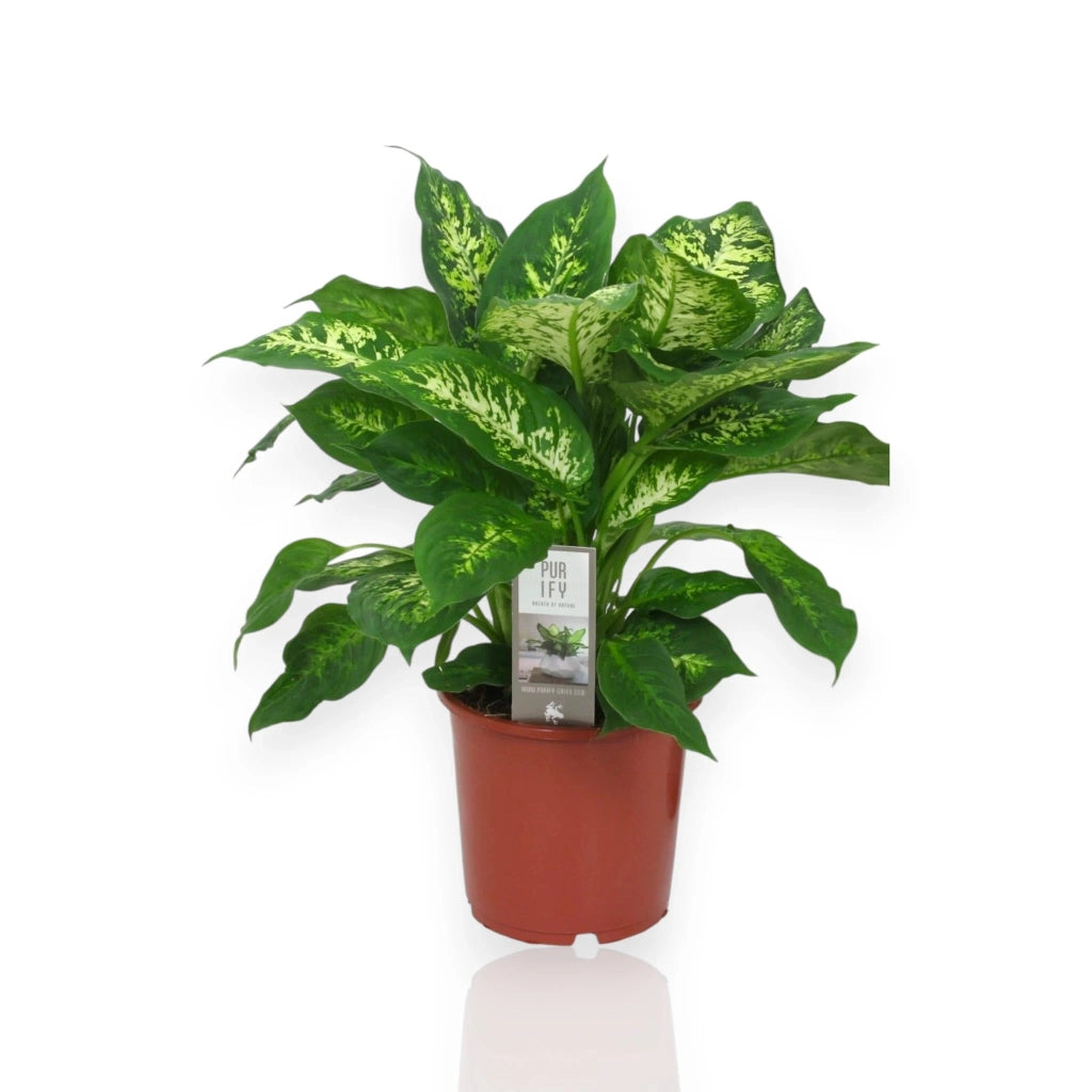 Gardenaria Dieffenbachia 'Compacta' - Pianta da interno ornamentale Altezza: 50 cm (vaso 19)