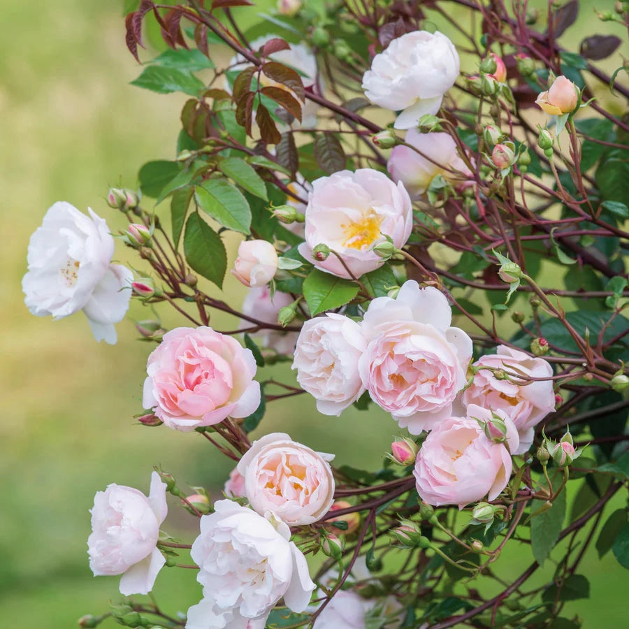 Gardenaria Rosa 'The Lady of the Lake' - Rosa da giardino Altezza: 40/50 cm (vaso20)