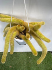 Hildewintera aureispina coda d'oro pianta grassa pendente foto reali vaso 14cm