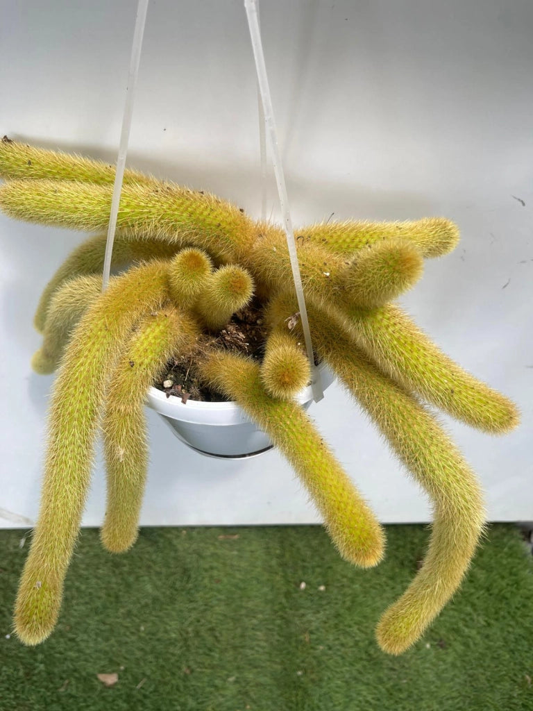 Hildewintera aureispina coda d'oro pianta grassa pendente foto reali vaso 14cm