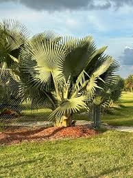 Copernicia fallaensis H 3 m vaso 90 – Palma tropicale rara a ventaglio foto reale