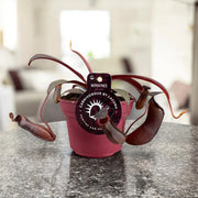 Gardenaria Nepenthes 'Rebecca' - Pianta da interno ornamentale Altezza: 17 cm (vaso 12)