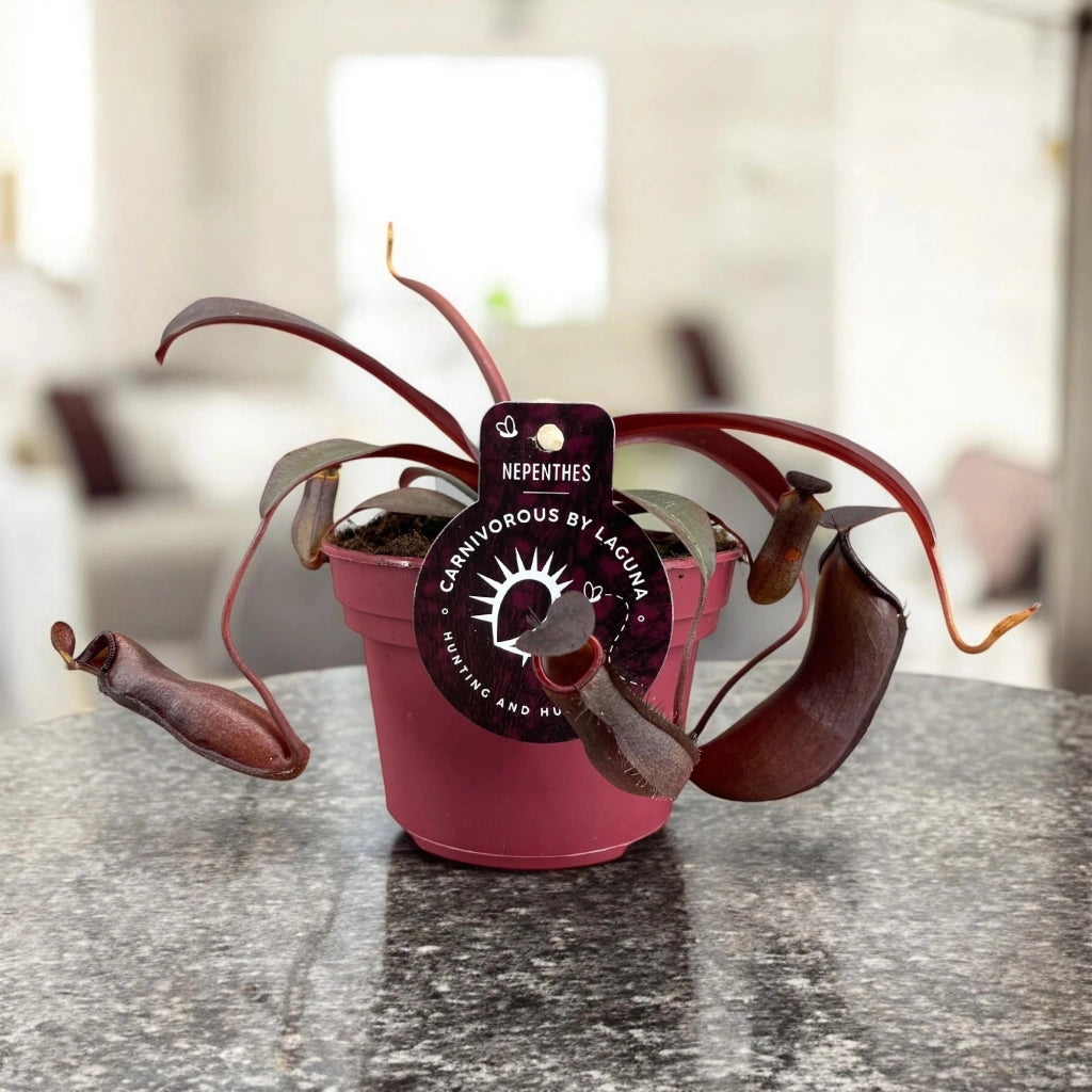 Gardenaria Nepenthes 'Rebecca' - Pianta da interno ornamentale Altezza: 17 cm (vaso 12)
