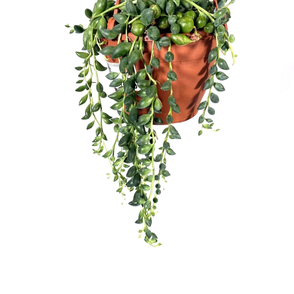 SENECIO herreianus herreyanus pianta del rosario o collana di perle Foto Reali
