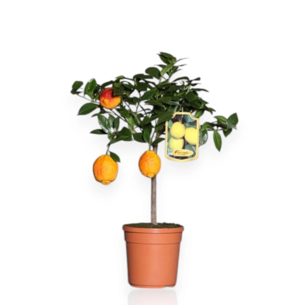 Gardenaria Limone Rosso - Citrus limon varietà rossa - Pianta di agrume da frutto in vaso Altezza: 40 cm (vaso 15)