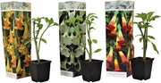 Mischung di 3 Brugmansia con fiori a campana - Colori diversi - Dimensione contenitore 9 cm - Altezza 25-40 cm