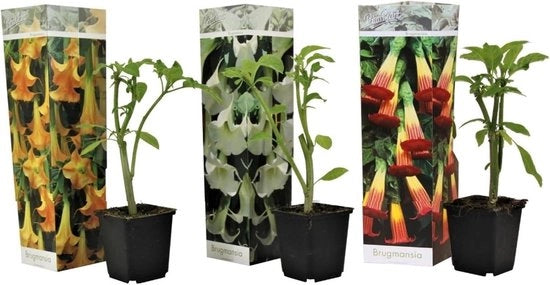 Mischung di 3 Brugmansia con fiori a campana - Colori diversi - Dimensione contenitore 9 cm - Altezza 25-40 cm