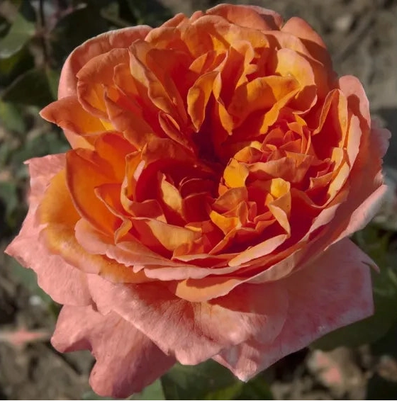 Gardenaria Rosa 'Rene Goscinny' - Rosa da giardino Altezza: 40/50 cm (vaso20)