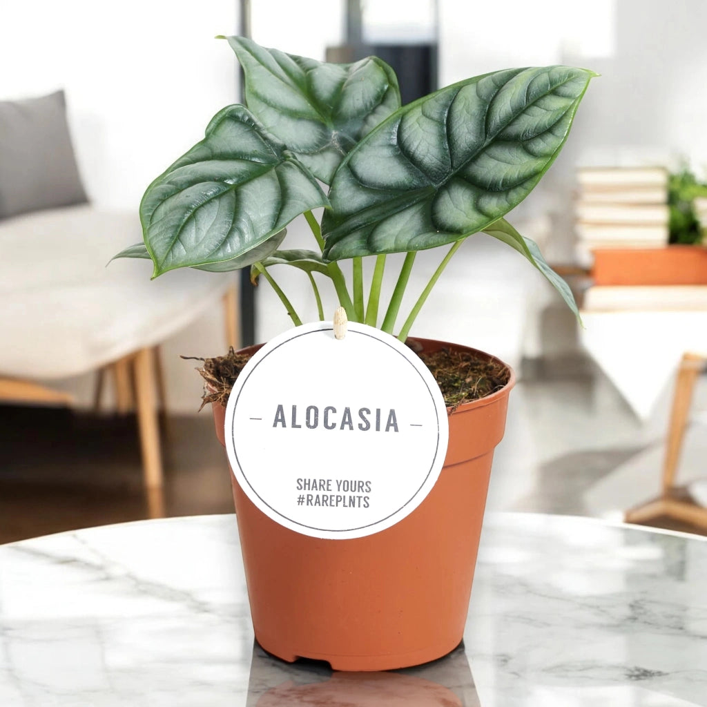 Gardenaria Alocasia 'Silver Dragon' - Pianta da interno ornamentale Altezza: 40 cm (vaso 12)