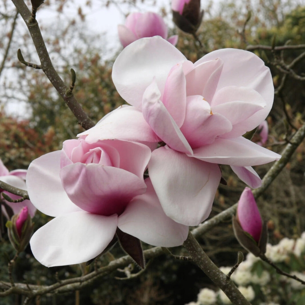 Pianta di Magnolia Atlas fiori Giganti in vaso 18 cm AMDGarden