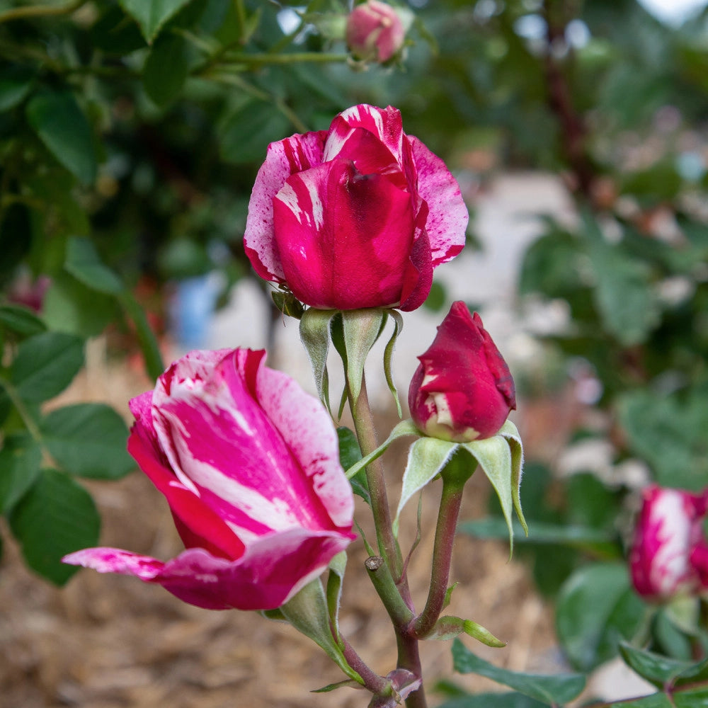 Rosa 'Rinascimento' - Rosso striato bianco Pianta da fiore fiori Foto Reali