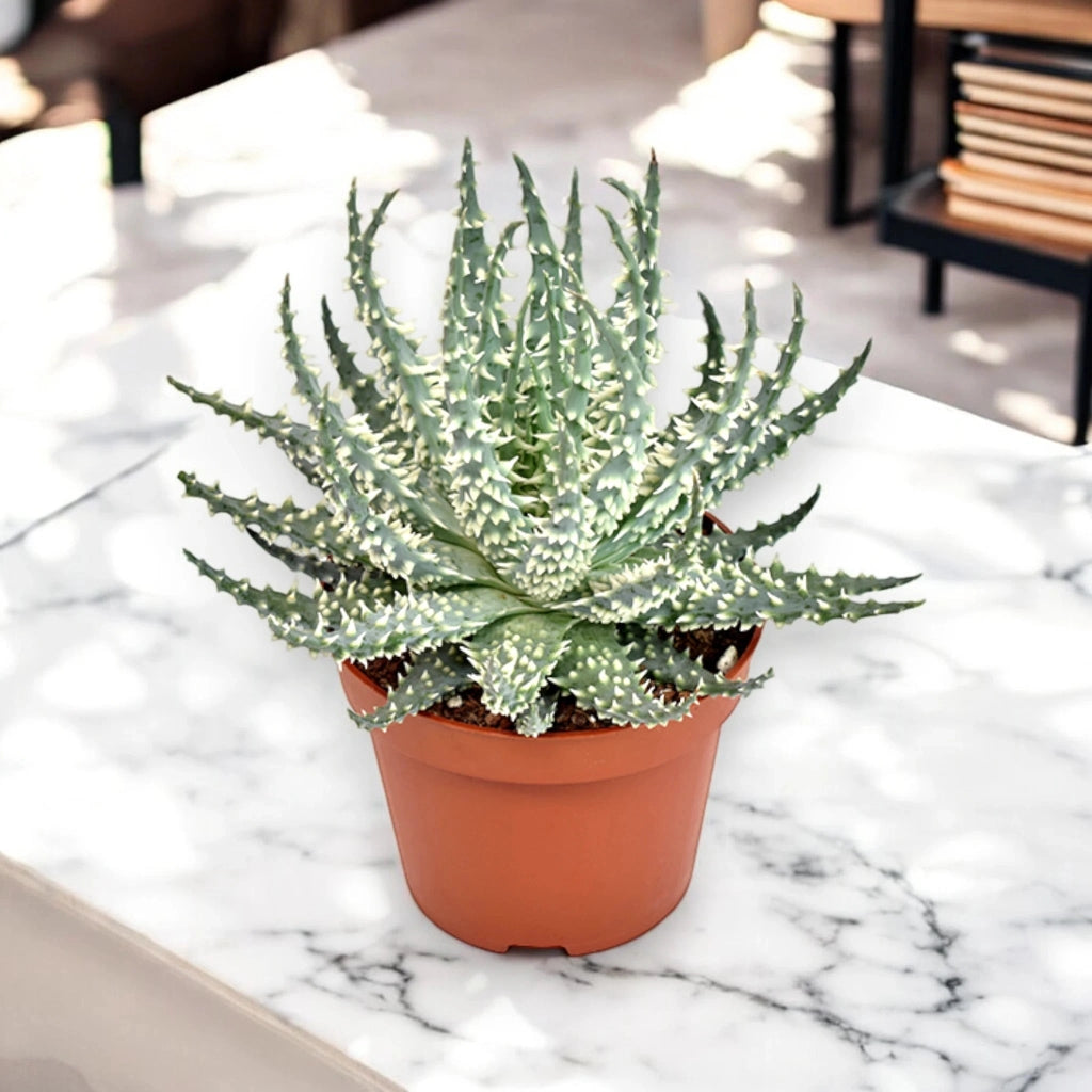 Gardenaria Aloe humilis - Pianta da interno ornamentale Altezza: 18 cm (vaso 10)