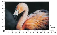 Stampa Su Tela Con Applicazioni -B- Flamingo Cm  120X3.8X80