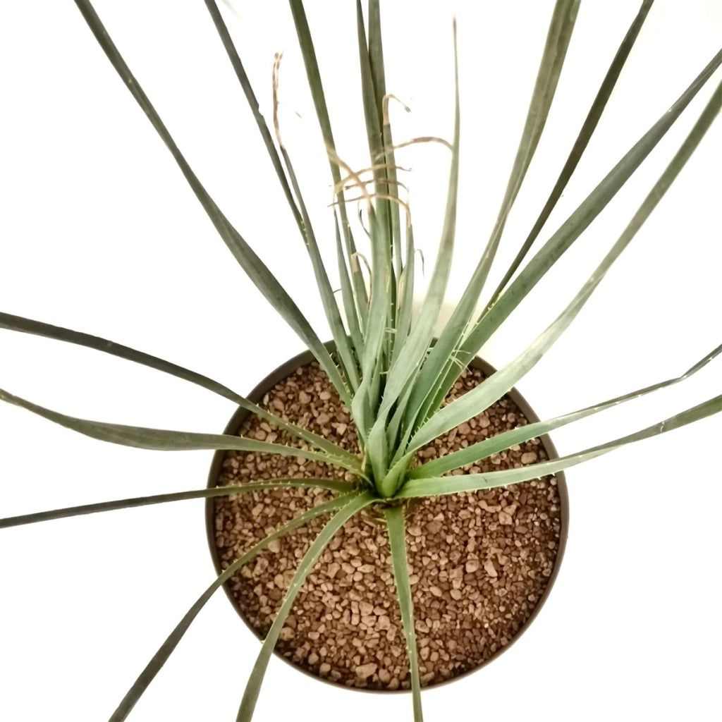 Dasylirion serratifolium – Pianta ornamentale resistente per giardini aridi