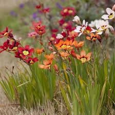 Bulbi di Sparaxis Assortito 4+ – Fiori vivaci e decorativi