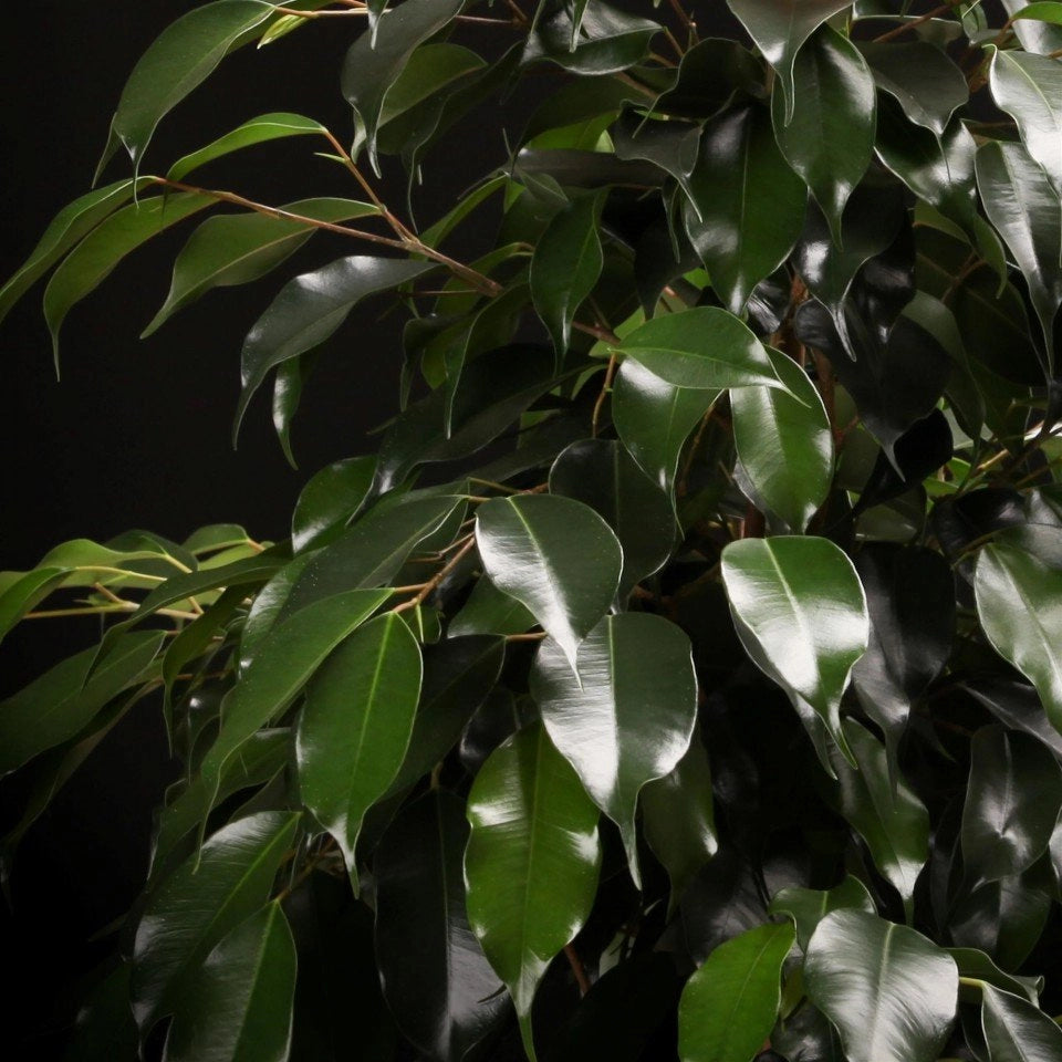 Pianta di Ficus benjamina Danielle vaso 16cm h 110cm