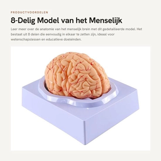 Modello Anatomico 8-delig - Materiale PVC - Informazioni di Identificazione Digitale - Base Duratura - Facile da Condividere - Modello del Cervello
