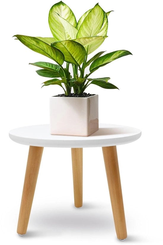 Supporto per piante in legno - Base rotonda per vasi - 3 piedi - Per interni/esterni - 22 x 28 cm - Bianco