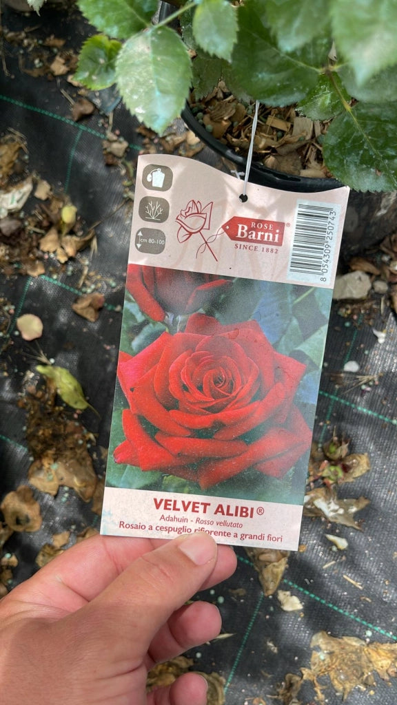 Rosa VELVET ALIBI ® - Pianta di fiore fiori Foto Reali