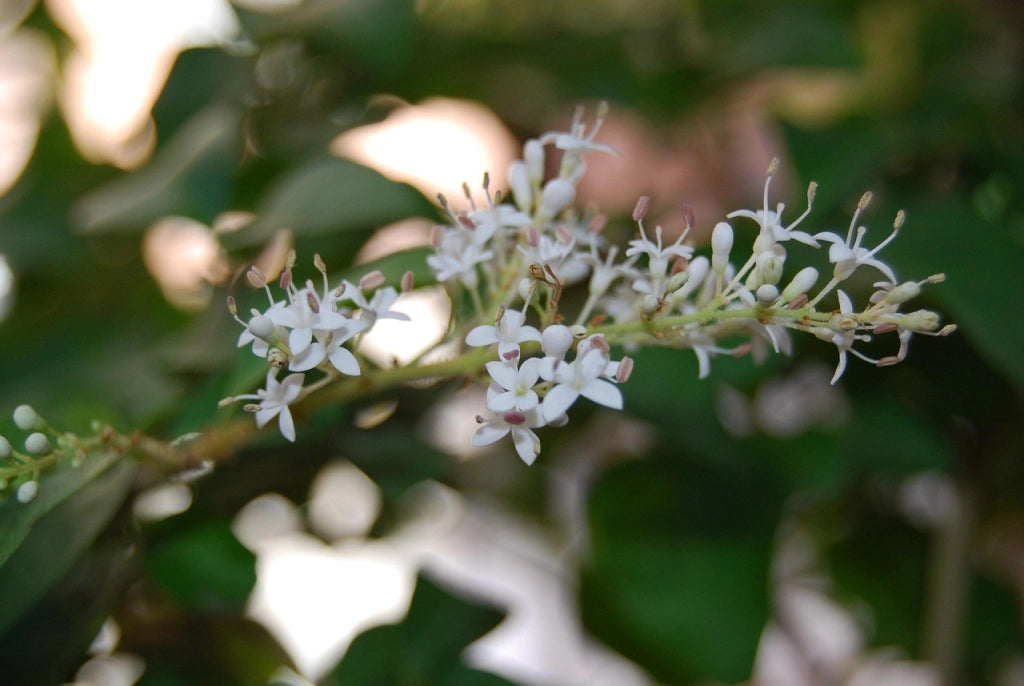 LIGUSTRUM TEXANO (LIGUSTRO) VARIEGATO VASO 24