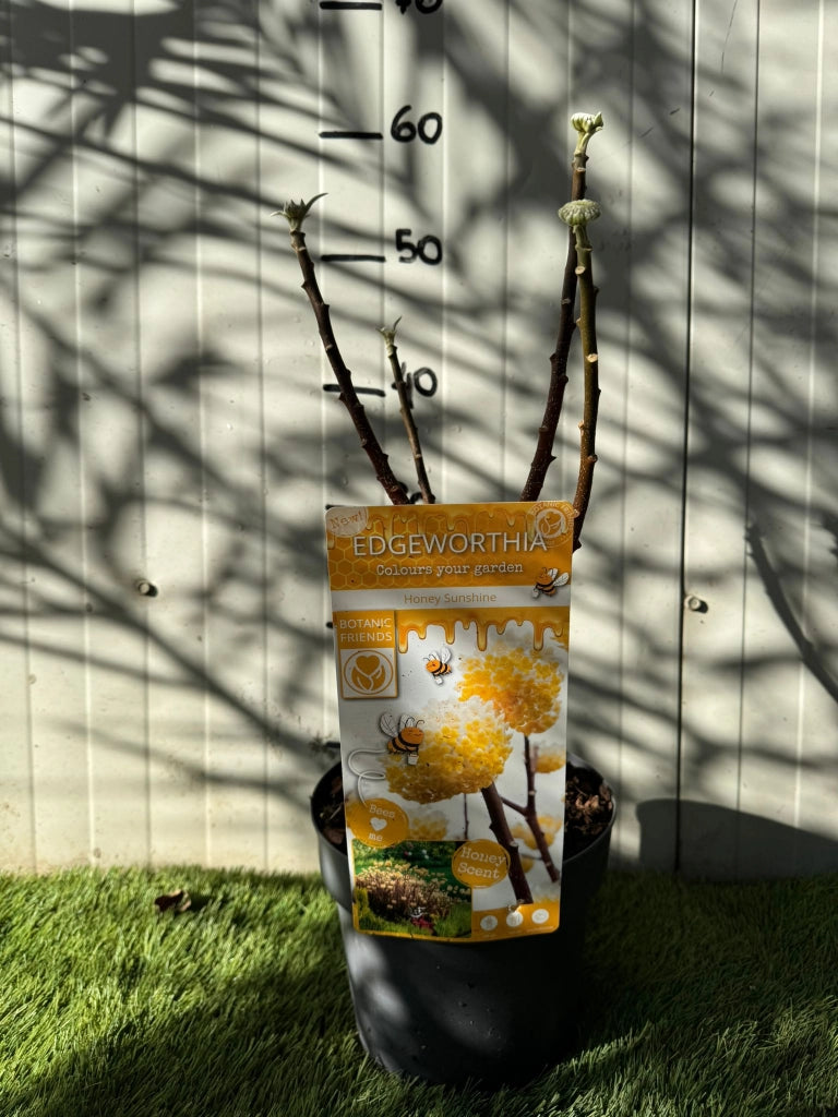 Edgeworthia chrysantha foto reale h 50cm arbusto della carta