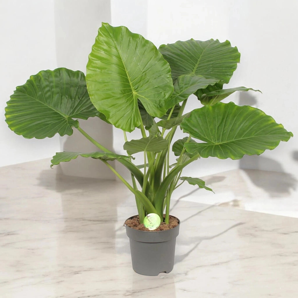 Gardenaria Alocasia gageana - Pianta da interno ornamentale Altezza: 85 cm (vaso 21)