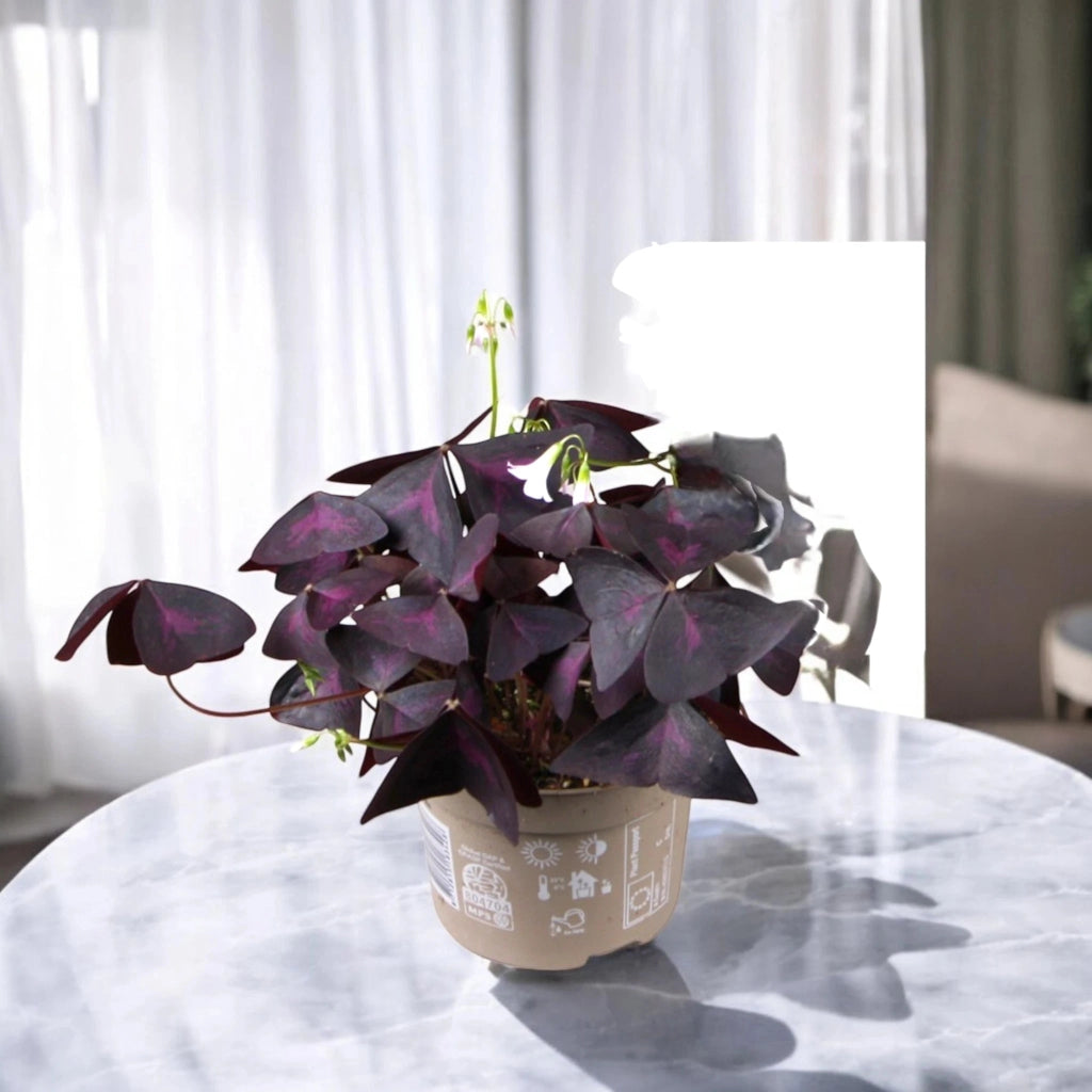 Gardenaria Oxalis triangularis 'Mijke' - Pianta da interno ornamentale Altezza: 20 cm (vaso 12)