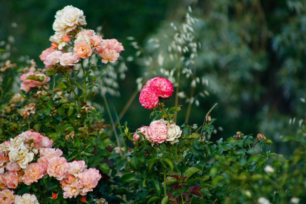 ROSA ICEBERG VASO 24