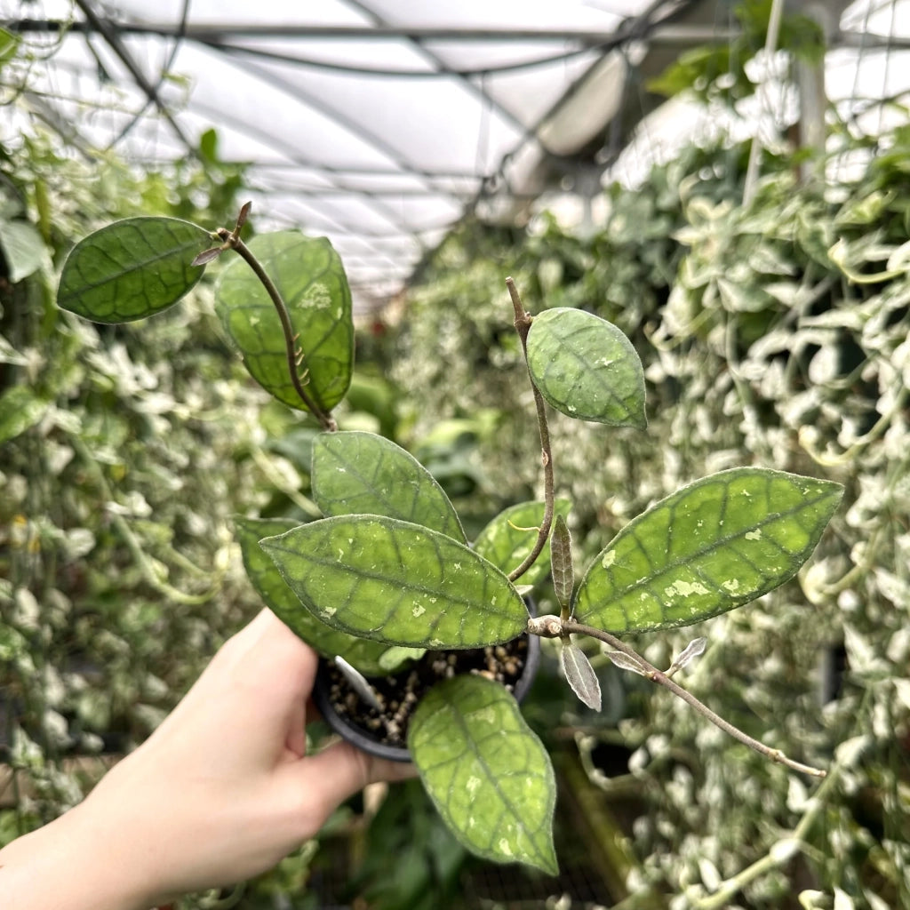 Hoya Finlaysonii Orabella Pianta Tropicale Vaso 12 cm