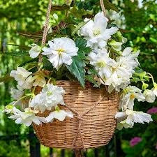Bulbi di Begonia Bianco 5/6 – Fioritura elegante e luminosa