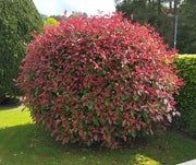 Photinia Magical Vulcano V24 – Arbusto Sempreverde Compatto a Foglia Rossa