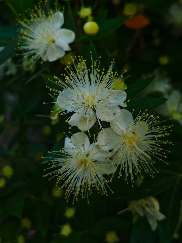 MYRTUS COMMUNIS (MIRTO) CESPUGLIO VASO 24 H.70/90