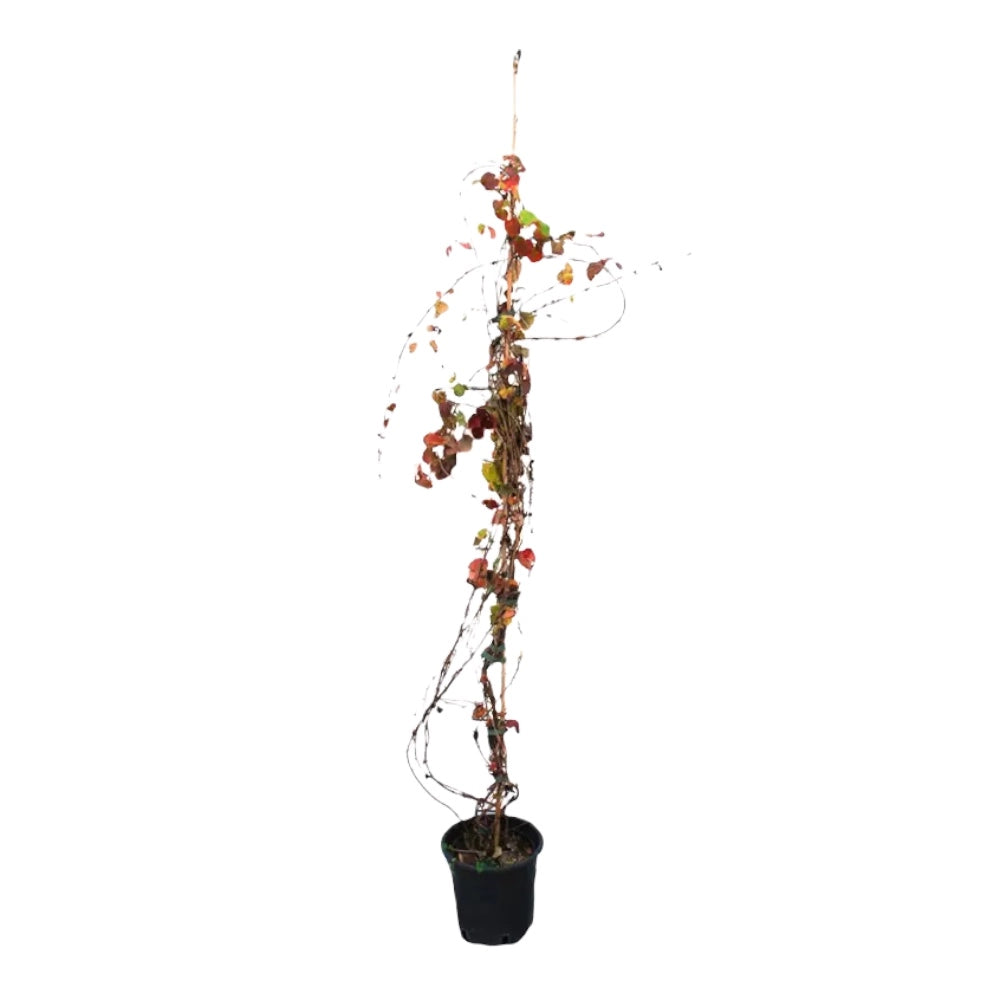 Pianta di VITE AMERICANA ROSSA Rampicante PARTHENOCISSUS QUIQUEFOLIA 5 punte