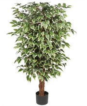 Pianta d'arte grande Ficus Benjamini con stelo di legno reale per decorazione di interni e esterni, altezza 123 cm.