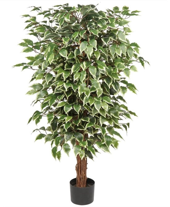 Pianta d'arte grande Ficus Benjamini con stelo di legno reale per decorazione di interni e esterni, altezza 123 cm.