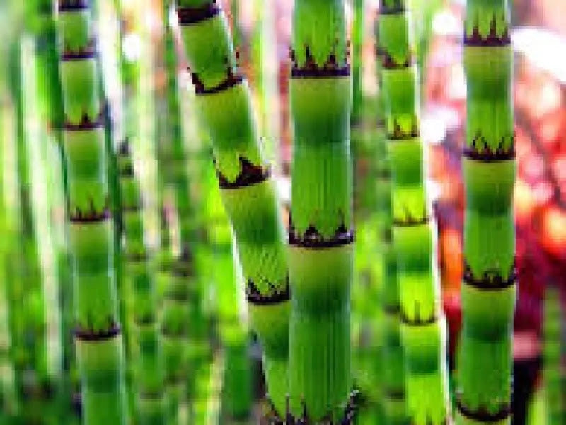 Gardenaria Coda di Cavallo - Equisetum hyemale - Graminacea ornamentale da esterno Altezza: 60 cm  (vaso 17)