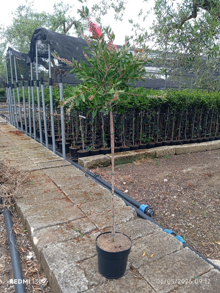 CALLISTEMON CITRINUS SPLENDENS ALB.24 1/2 FUSTO