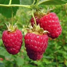 Lampone Rubus idaeus Himbo Top rifiorente – Varietà produttiva