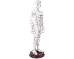Modello di acupressione 52 cm - Modello del corpo umano - PVC - Disegno di base solido - Duraturo - Ottimo strumento di apprendimento
