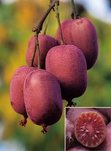Pianta di kiwi Actinidia Arguta scarlet september (kiwi rosso) foto reali H 110cm
