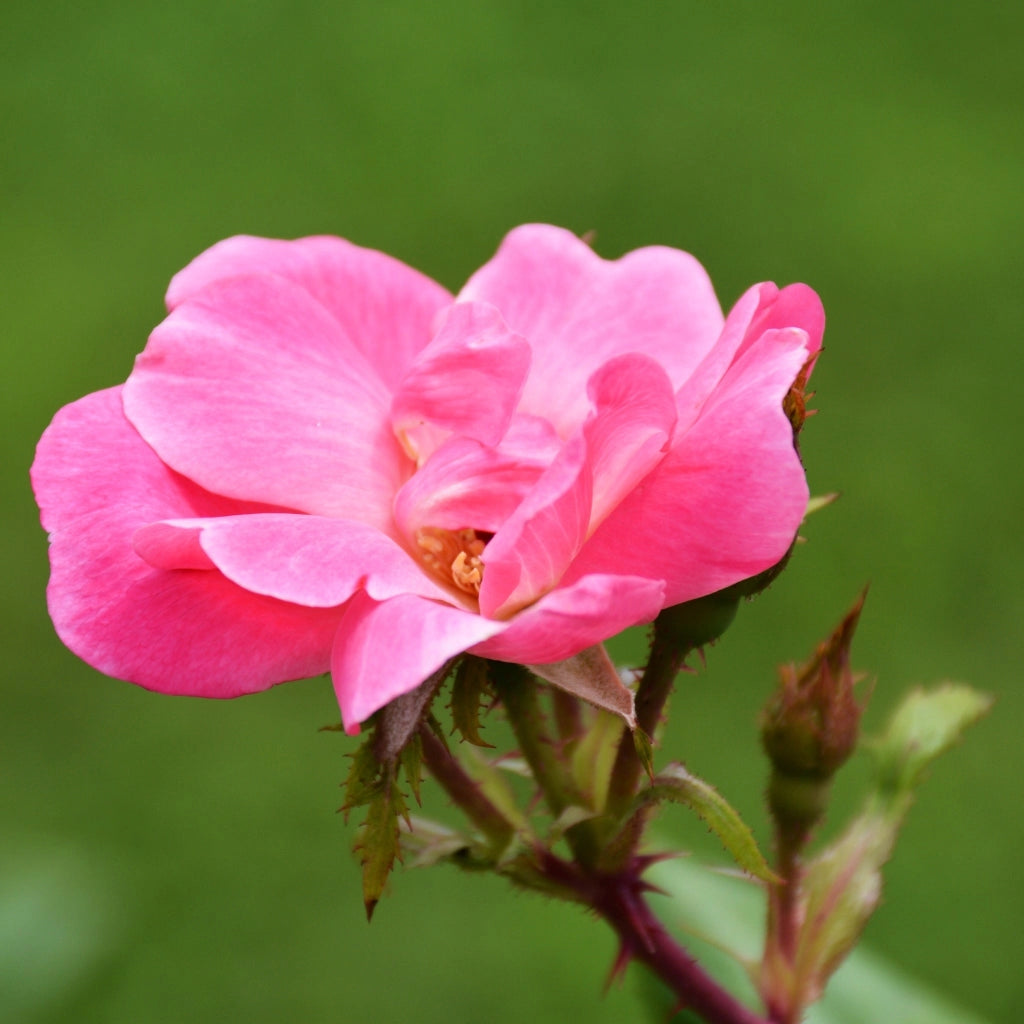 Gardenaria Rosa 'Double Pink Knock Out' Meilland - Rosa da giardino Altezza: 30/40 cm (vaso19)